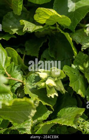 Hasel (Corylus avellana), auch Haselnussbusch oder Haselnussbusch. Stockfoto