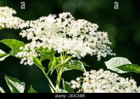 Holunder (Sambucus) bilden eine Pflanzengattung im Moschus Kräuterfamilie (Adoxaceae) Stockfoto