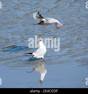 Schwarzkopfmöwen (Larus ridibundus) kämpfen um Nahrung Stockfoto