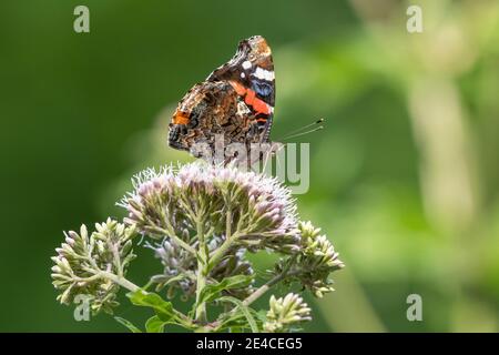 Admiral (Vanessa atalanta, SYN.: Pyramis atalanta) Stockfoto