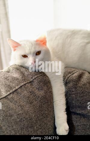 Schaumburg, Illinois, USA. Eine ganz weiße Hauskatze mit kurzen Haaren genießt einen entspannenden Barsch in der Morgensonne. Stockfoto