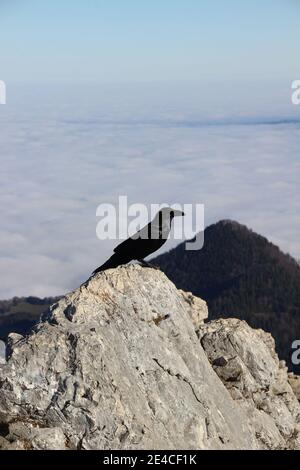 Wanderung auf den Gipfel der Kampenwand (1669 m) im Chiemgau, Chiemgauer Alpen, bei Aschau, Oberbayern, Bayern, Süddeutschland, Deutschland Stockfoto