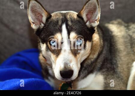 Schaumburg, Illinois, USA. Ein Mischlingshund mit signifikanten Husky Rasse Merkmale einschließlich der blauen Augen genießt Entspannung auf einem Wohnzimmer Couch. Stockfoto