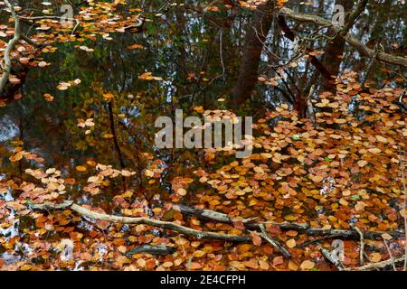 Wasser, Blätter, Reflexion Stockfoto