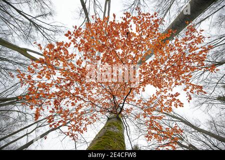 Buche, Herbst, niedrige Sicht Stockfoto