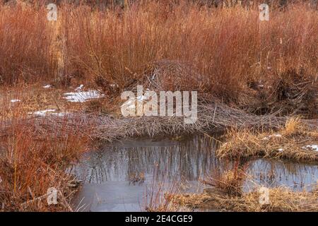 American Beaver Lodge (Castor canadensis) & Fülle von Narrowleaf Weiden. Äste vorne sind durch den Winter zu essen, Castle Rock Colorado USA. Stockfoto