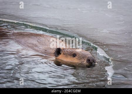 American Beaver (Castor canadensis) schwimmt im eisigen Wasser, während Eis einen Teil der Teichoberfläche bedeckt, Castle Rock Colorado USA. Foto aufgenommen im Januar. Stockfoto