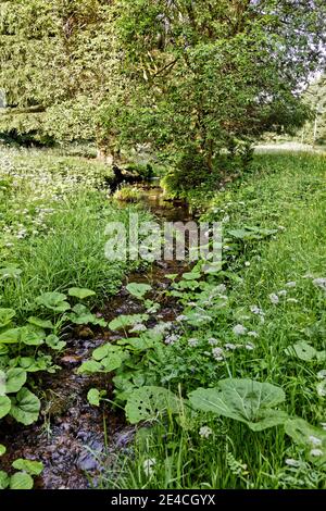 Deutschland, Thüringen, Gehren, schmaler Bach, Wiese Stockfoto