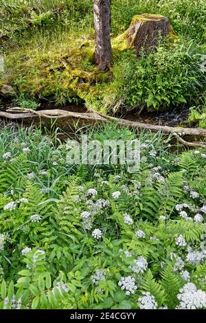 Deutschland, Thüringen, Gehren, schmaler Bach, Bank, Baumstumpf, Totholz, Farne, Moos, Blumen Stockfoto