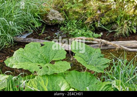 Deutschland, Thüringen, Gehren, schmaler Bach, Ufer, Pflanzen, Totholz Stockfoto