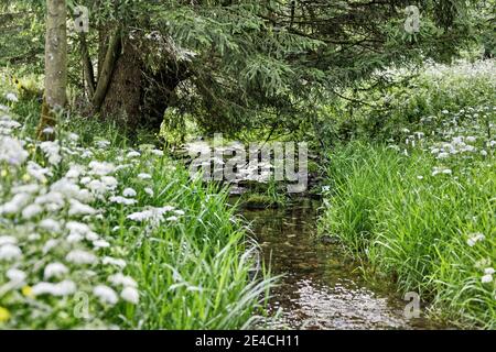 Deutschland, Thüringen, Gehren, schmaler Bach, Bäume, Wiese, Blumen Stockfoto