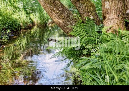 Deutschland, Thüringen, Gehren, Bach, schmal, Baumstamm, Farn, Gräser Stockfoto