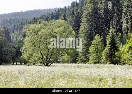 Deutschland, Thüringen, Gehren, Aue, Baum, Wald, Wiese, Blüten, Rücklicht Stockfoto