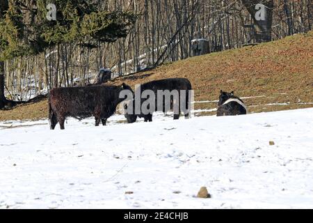 Galloway Rinder im Winter im Schnee auf einer Weide in Bayern Stockfoto