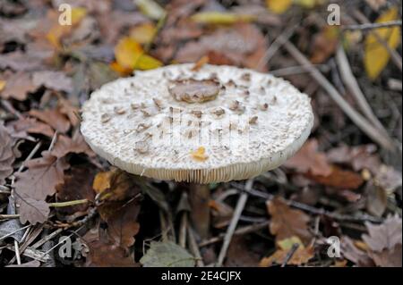 Riesenschirmpilz, Macrolepiota procera, auch Sonnenschirm, ein guter essbarer Pilz, wenn jung, aber geschmacklos, wenn alt. Roh ist giftig. Seine auffällig große Mütze wird mit dem Alter fast flach und kann einen Durchmesser von 30 cm erreichen. Stockfoto