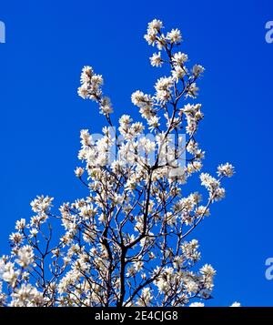 Im Frühling des Berges blüht die Felsenkirsche, auch Weichselohr genannt, auf zahlreichen Felshängen in den hohen Bergen Stockfoto