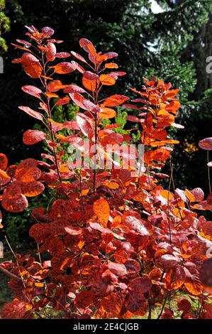 Perücken im Herbst mit dekorativem rotem Laub im Garten, ein dekoratives Zierholz Stockfoto