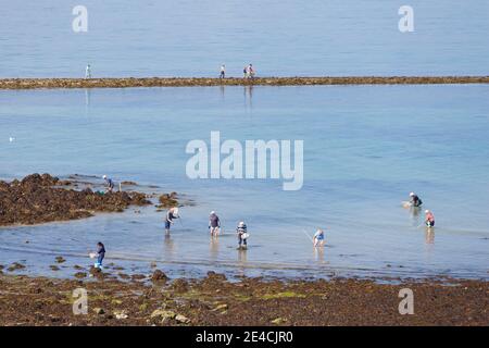 Peche a pied - Angeln zu Fuß auf der Insel Ilot Verdelet bei Ebbe. Val Andre in der Bucht von St Brieuc, Bretagne, Frankreich Stockfoto