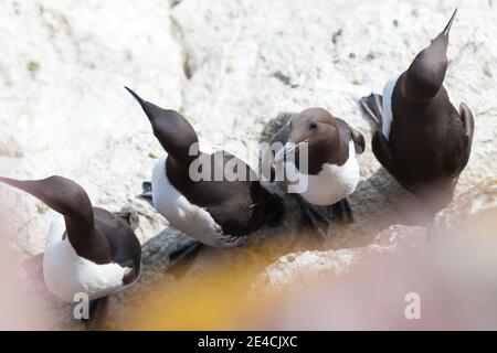 Eine Gruppe von schmal-schnabberigen Lemuren Barsch auf ihrem Vorsprung in Cap Frehel, Frankreich Stockfoto