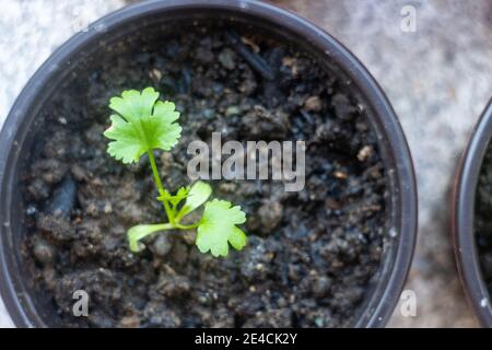 Eine junge Korianderpflanze, die wächst Stockfoto