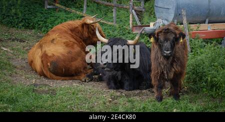 Familie Longhorn auf der Weide Stockfoto