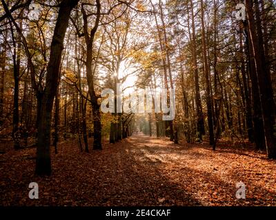 Herbstwald mit glühenden Blättern im Hintergrund Stockfoto