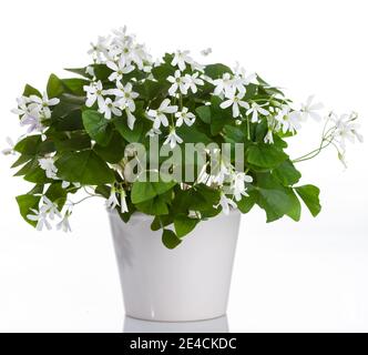 Falscher Schamrock, Triangeloxalis (Oxalis regnelli) Stockfoto