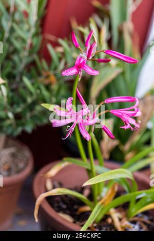 Seerose, Nymplilja (Nerine Bowdenii) Stockfoto