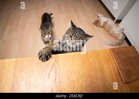 Neugierig tabby Katze Anheben Pfote zu Tisch mit Kopieplatz zu erreichen. Zwei verschiedene Katzen im Hintergrund Stockfoto