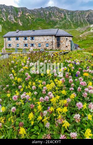 Bunte Alpenblumen, Forschungszentrum und Museum Haus Alpine Naturschau, Großglockner Hochalpenstraße, Nationalpark hohe Tauern, Salzburger Land, Salzburg, Österreich Stockfoto