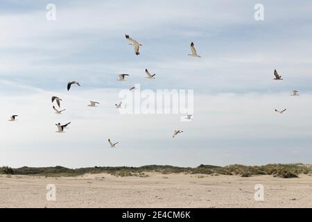 Europa, Deutschland, Niedersachsen, Nordsee, Ostfriesische Inseln, Nationalpark Wattenmeer, Borkum, Möwen fliegen über den Strand Stockfoto