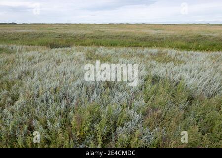 Europa, Deutschland, Niedersachsen, Nordsee, Ostfriesische Inseln, Nationalpark Wattenmeer, Borkum, Salzwiesen mit Dünen im Hintergrund Stockfoto