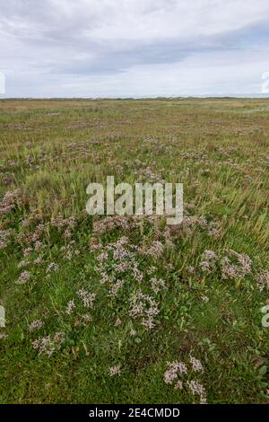 Europa, Deutschland, Niedersachsen, Nordsee, Ostfriesische Inseln, Nationalpark Wattenmeer, Borkum, Salzwiesen mit Dünen im Hintergrund Stockfoto