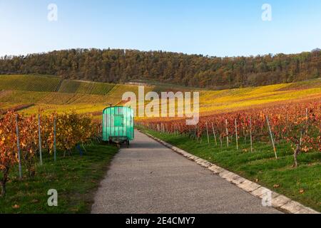 Europa, Deutschland, Baden-Württemberg, Naturpark Stromberg Heuchelberg, Hohenhaslach, Weinberg, Herbstfarben, Standortanhänger, weitsichtiger Weg Stockfoto