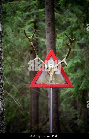 Verano, Provinz Bozen, Südtirol, Italien. Im Wald am Rotsteinkogel Stockfoto