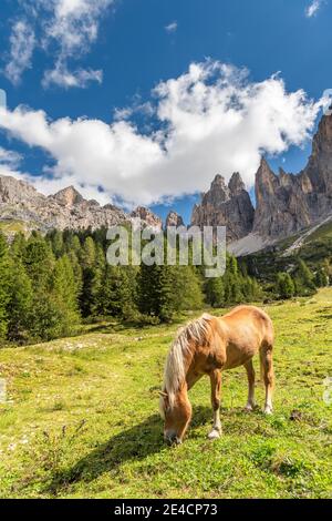 Tierers, Tierser Tal, Bozen, Dolomiten, Südtirol, Italien. Ein Haflingerpferd vor den berühmten Gipfeln der Vajolet-Türme Stockfoto