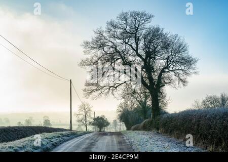 Silhouette Eiche entlang einer frostigen Landstraße. Oxfordshire, England Stockfoto