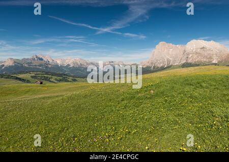 Italien, Südtirol, Dolomiten, Seiser Alm, Almwiesen mit Langkofel, Plattkofel Stockfoto