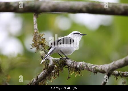 Maskierter Wassertyrann (Fluvicola nengeta) in Equador Stockfoto