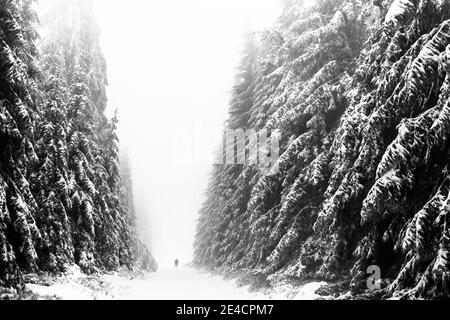 Deutschland, Baden-Württemberg, Schwarzwald, Kaltenbronn, Langläufer auf Loipen im verschneiten Tannenwald Stockfoto