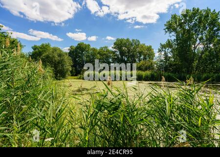 Naturschutzgebiet Haselbacher Teiche bei Haselbach, Altenburger Land, Thüringen, Deutschland Stockfoto