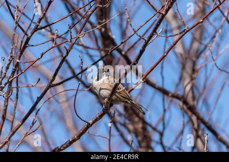 Baumsperling (Passer montanus) sitzt auf Zweig, Isehara Stadt, Kanagawa Präfektur, Japan Stockfoto