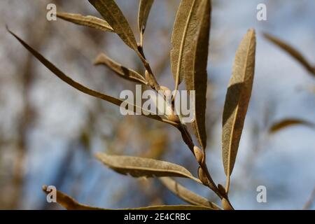 Ruhende trichomatische Blütenknospen, Arroyo Willow, Salix Lasiolepis, Salicaceae, heimisch, Bluff Creek Trail, Südkalifornien Küste, Winter. Stockfoto