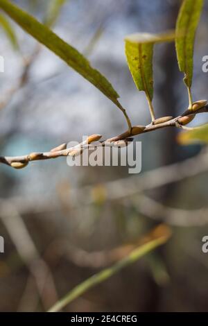 Ruhende trichomatische Blütenknospen, Arroyo Willow, Salix Lasiolepis, Salicaceae, heimisch, Bluff Creek Trail, Südkalifornien Küste, Winter. Stockfoto