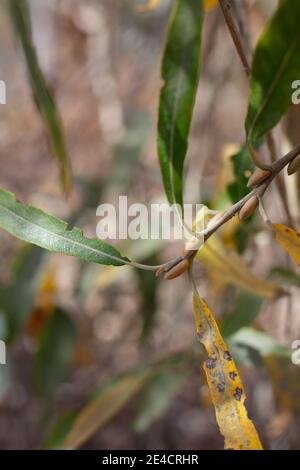 Ruhende trichomatische Blütenknospen, Arroyo Willow, Salix Lasiolepis, Salicaceae, heimisch, Bluff Creek Trail, Südkalifornien Küste, Winter. Stockfoto