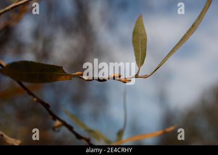 Ruhende trichomatische Blütenknospen, Arroyo Willow, Salix Lasiolepis, Salicaceae, heimisch, Bluff Creek Trail, Südkalifornien Küste, Winter. Stockfoto