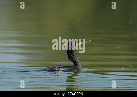 Großer Kormoran (Phalacrocorax carbo) am thol See aus der Nähe. Stockfoto