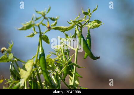 Grüne Chilischoten wachsen auf Baum im Garten Stockfoto
