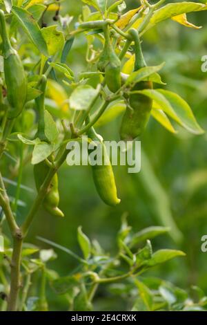 Grüne Chilischoten wachsen auf Baum im Garten Stockfoto