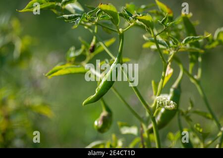 Grüne Chilischoten wachsen auf Baum im Garten Stockfoto